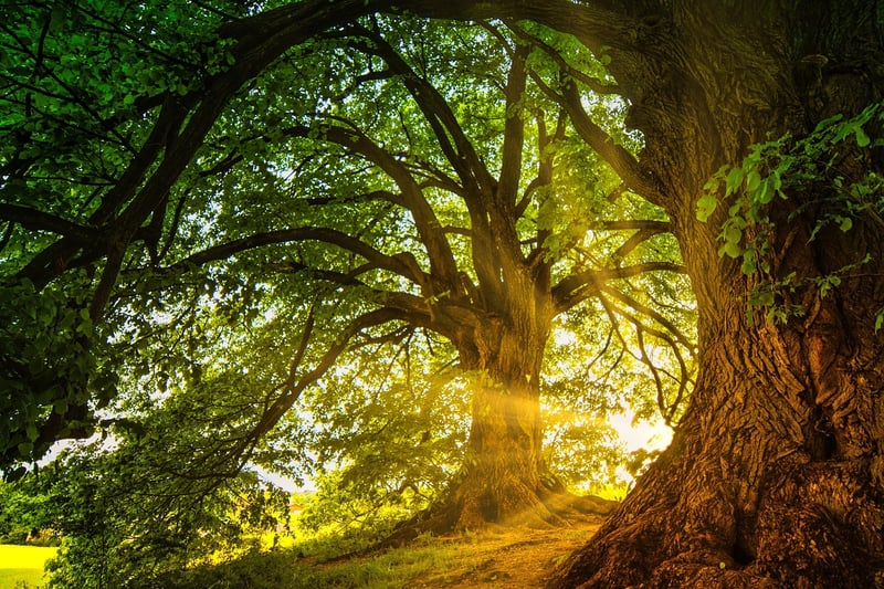 Magical Woodland